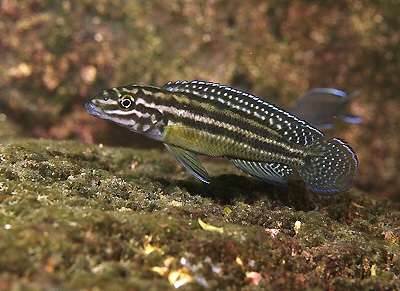 Julidochromis cf. regani 'Fulwe Rocks'